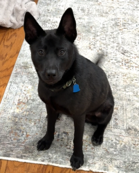 Reunited Male Dog last seen Valmar and 3rd St, Little Rock, AR 72203