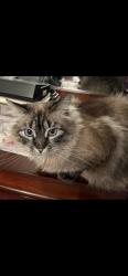 Reunited Female Cat last seen Cross slope way and Hunter’s point, Nampa, ID 83686