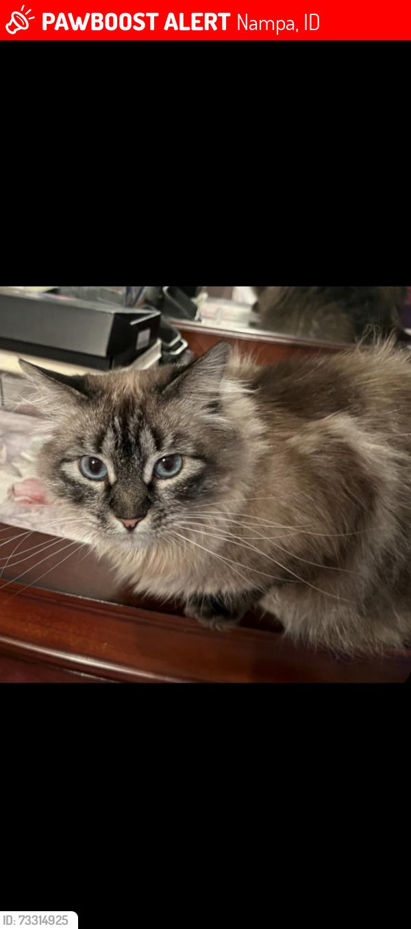 Lost Female Cat last seen Cross slope way and Hunter’s point, Nampa, ID 83686