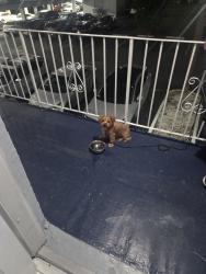 Reunited Female Dog last seen El sol cndmnium, Hialeah, FL 33012