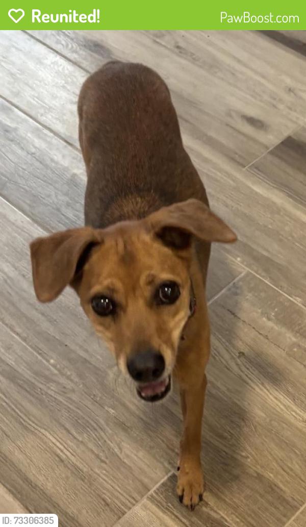 Reunited Female Dog last seen 24th St & Sahuaro Dr, Phoenix, AZ 85028