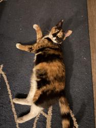 Reunited Female Cat last seen Zinnia apar, Shoreline, WA 98133
