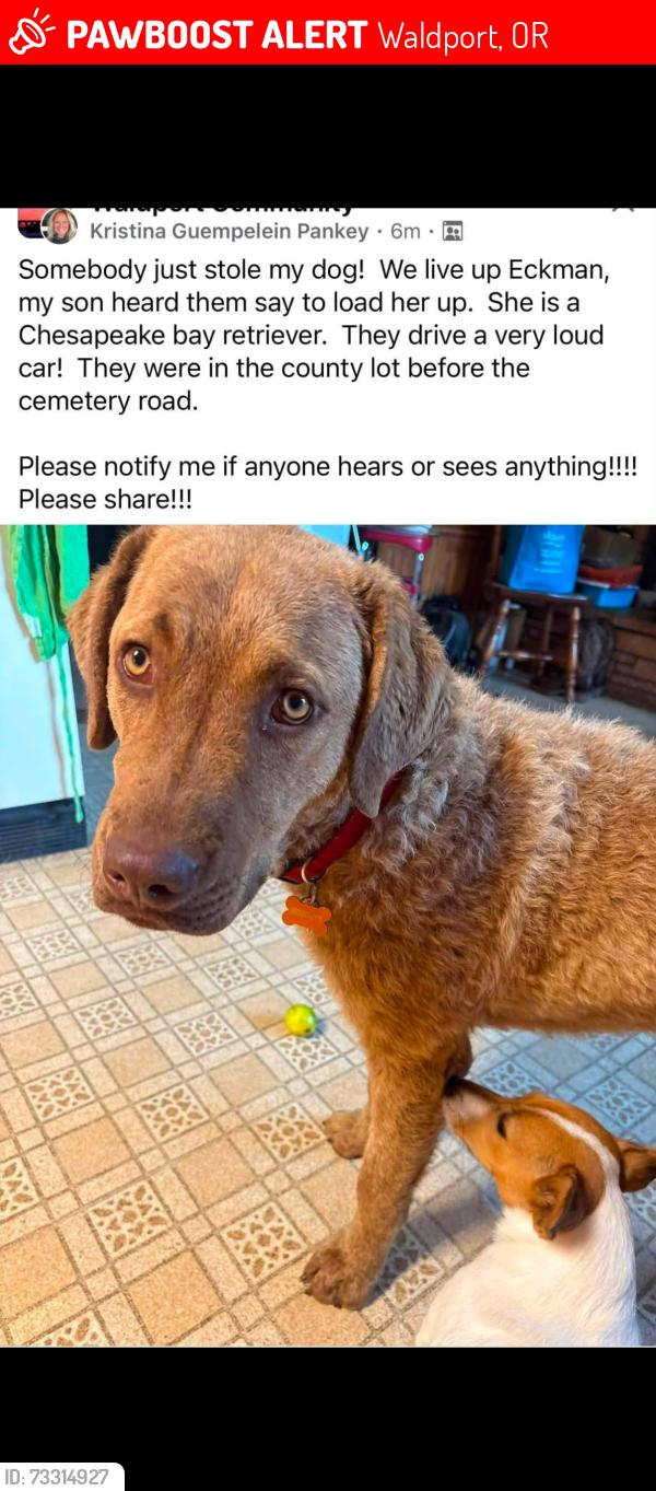 Lost Female Dog last seen Near weigh station in Eckman creek rd, waldport or, Waldport, OR 97394