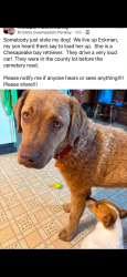 Lost Female Dog last seen Near weigh station in Eckman creek rd, waldport or, Waldport, OR 97394