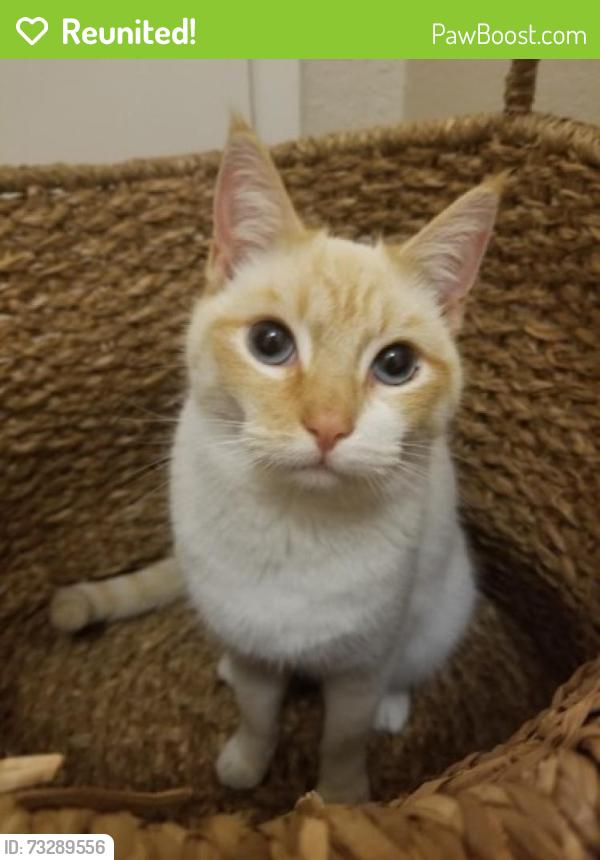 Reunited Male Cat last seen N. Portsmouth Ave and Willis Blvd. Portland, OR, Portland, OR 97203