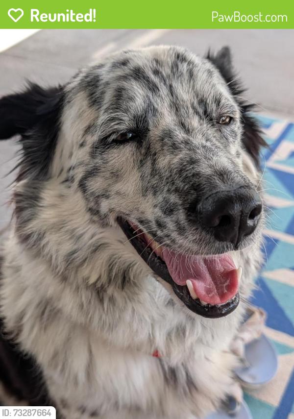 Reunited Female Dog last seen N Decatur and Gowan Las Vegas nv, Las Vegas, NV 89130