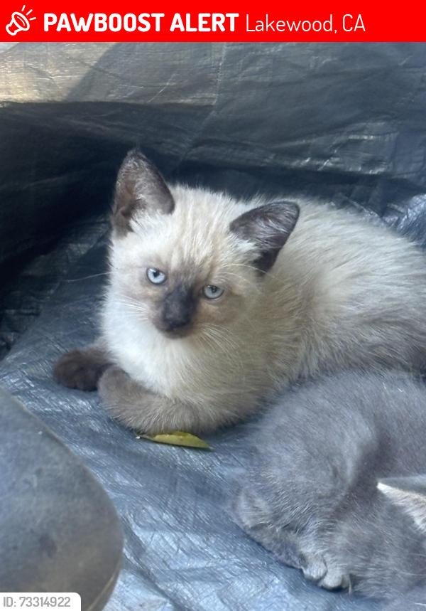Lost Female Cat last seen Downey, Lakewood, CA 90712