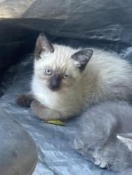 Lost Female Cat last seen Downey, Lakewood, CA 90712