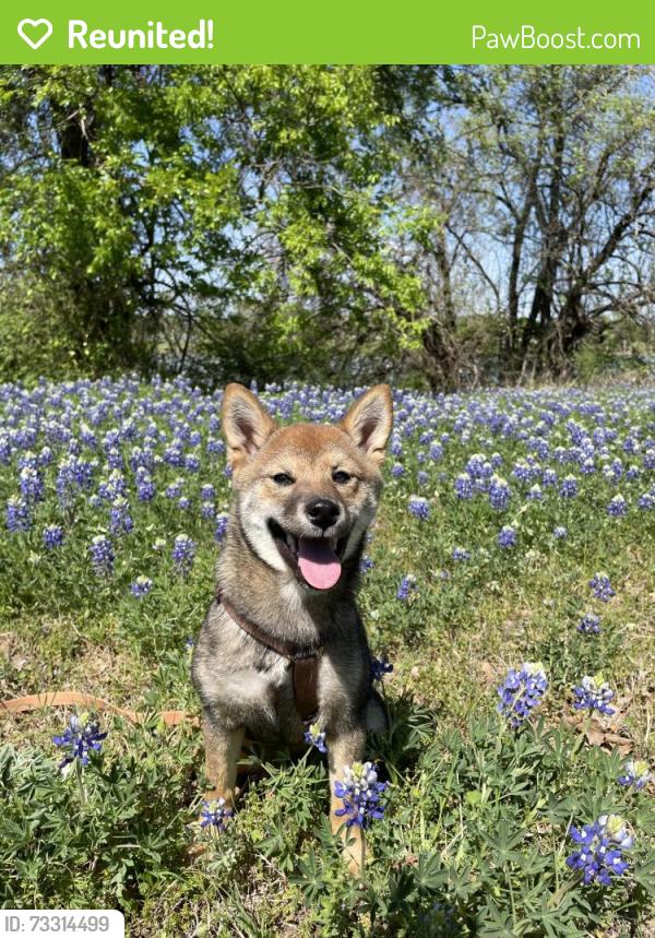 Reunited Female Dog last seen Stacy Crossing, McKinney, 75070, McKinney, TX 75070