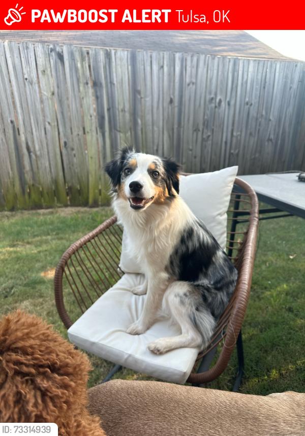 Lost Female Dog last seen La Quinta golf course, Tulsa, OK 74105