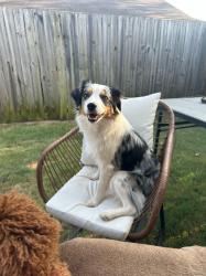 Lost Female Dog last seen La Quinta golf course, Tulsa, OK 74105
