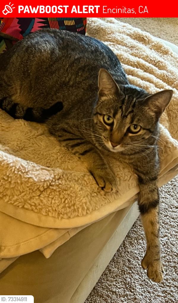 Lost Female Cat last seen Village park way & Willowspring drive, Encinitas, CA 92024
