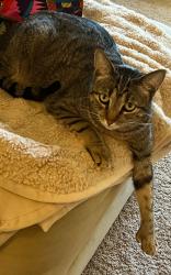 Lost Female Cat last seen Village park way & Willowspring drive, Encinitas, CA 92024
