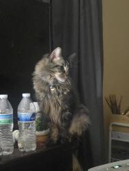 Reunited Male Cat last seen Oakville and parsons, Columbus, OH 43207