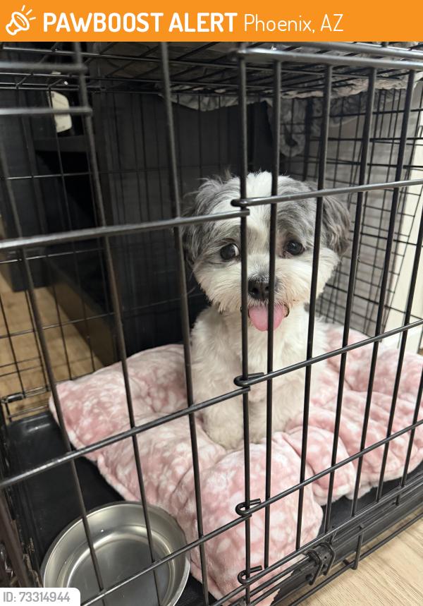Found/Stray Male Dog last seen 16th st and Thomas, Phoenix, AZ 85014