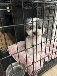 Found/Stray Male Dog last seen 16th st and Thomas, Phoenix, AZ 85014