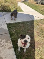 Lost Female Dog last seen Ray rd, Lodi, CA 95242