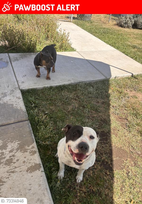 Lost Female Dog last seen Ray rd, Lodi, CA 95242