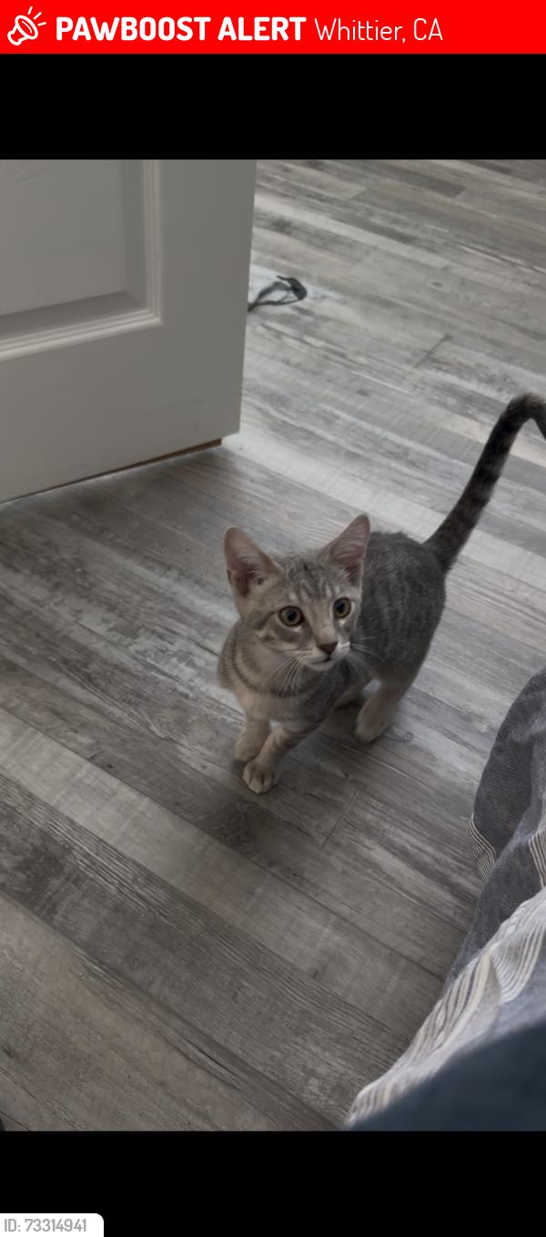 Lost Male Cat last seen Marquardt and telechron, Whittier, CA 90605
