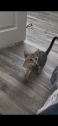 Lost Male Cat last seen Marquardt and telechron, Whittier, CA 90605