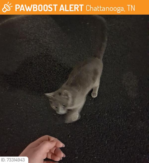 Found/Stray Unknown Cat last seen East Brainerd road, Chattanooga, TN 37421