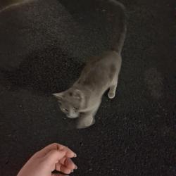 Found/Stray Unknown Cat last seen East Brainerd road, Chattanooga, TN 37421