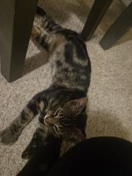 Reunited Unknown Cat last seen In a forest meowing like crazy, Erie, PA 16507