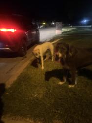 Found/Stray Unknown Dog last seen w sears st, Denison, TX 75020
