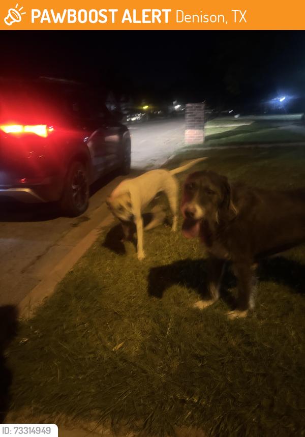 Found/Stray Unknown Dog last seen w sears st, Denison, TX 75020