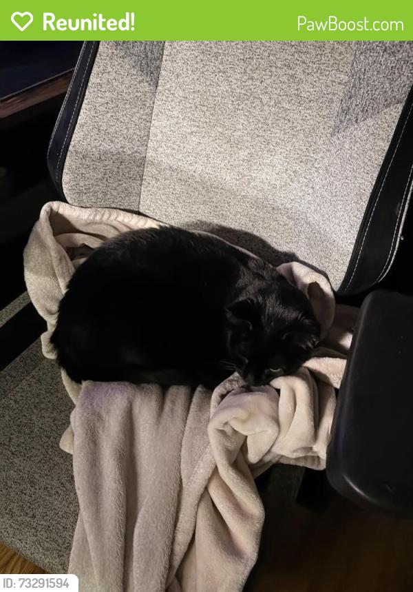Reunited Male Cat last seen Near W Wilson Ave Chicago, IL 60630 United States, Chicago, IL 60630