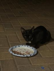 Found/Stray Unknown Cat last seen Alma School and Main St, Mesa, AZ 85201