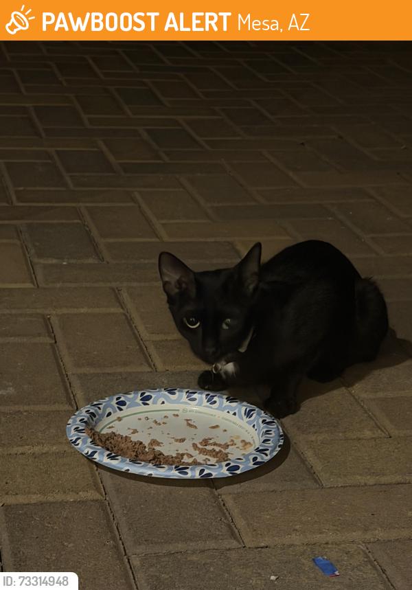 Found/Stray Unknown Cat last seen Alma School and Main St, Mesa, AZ 85201