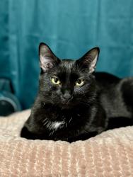 Lost Male Cat last seen Robinson st and 26th, Colorado Springs, CO 80904