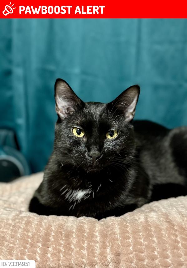 Lost Male Cat last seen Robinson st and 26th, Colorado Springs, CO 80904