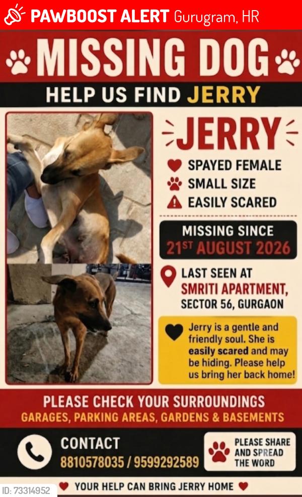 Lost Female Dog last seen Hewo apmt, Gurugram, HR 122011