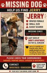Lost Female Dog last seen Hewo apmt, Gurugram, HR 122011