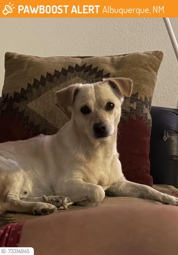 Found/Stray Male Dog last seen Coronado Mall, Albuquerque, NM 87110