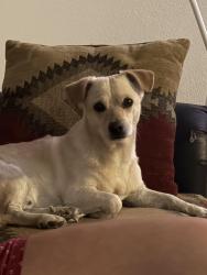 Found/Stray Male Dog last seen Coronado Mall, Albuquerque, NM 87110