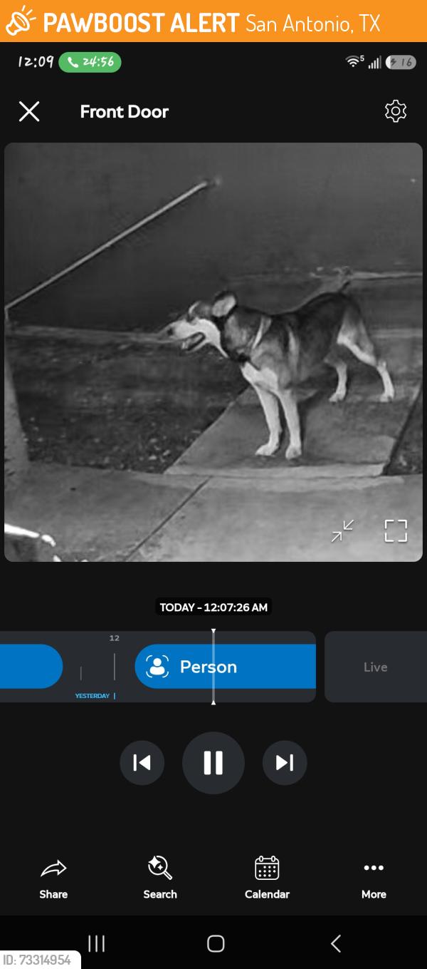 Found/Stray Female Dog last seen The hangar, San Antonio, TX 78209