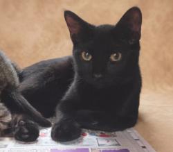 Shelter Stray Male Cat last seen , 1850 W 60th St, Los Angeles, CA 90047, USA