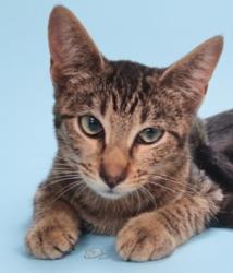 Shelter Stray Female Cat last seen , 1850 W 60th St, Los Angeles, CA 90047, USA