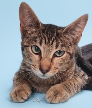 Shelter Stray Female Cat last seen , 1850 W 60th St, Los Angeles, CA 90047, USA