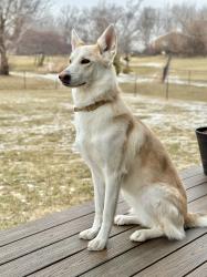 Reunited Female Dog last seen Conway Road and Conway Oaks Drive, Chesterfield, MO 63017