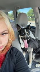 Lost Male Dog last seen Hazel CT and Kentucky Ave in Denver 80219, Denver, CO 80219