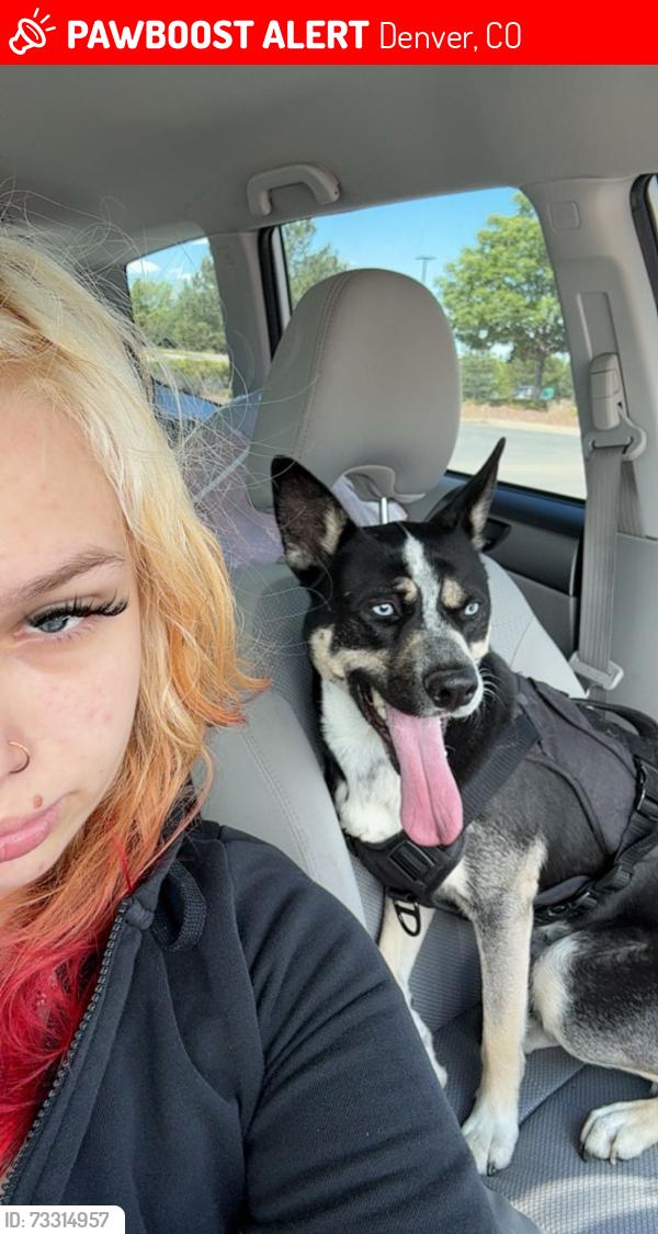 Lost Male Dog last seen Hazel CT and Kentucky Ave in Denver 80219, Denver, CO 80219