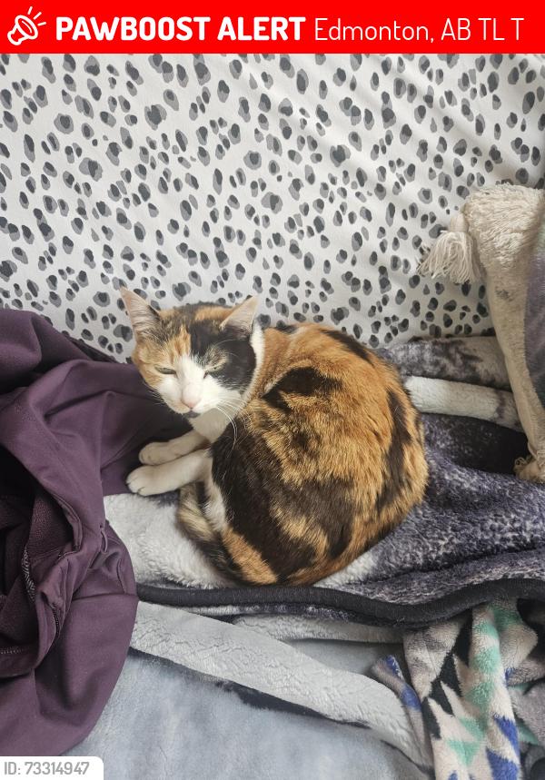 Lost Female Cat last seen Grey Nuns hosp, Edmonton, AB T6L 6T2
