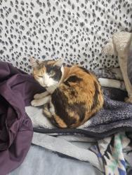 Lost Female Cat last seen Grey Nuns hosp, Edmonton, AB T6L 6T2