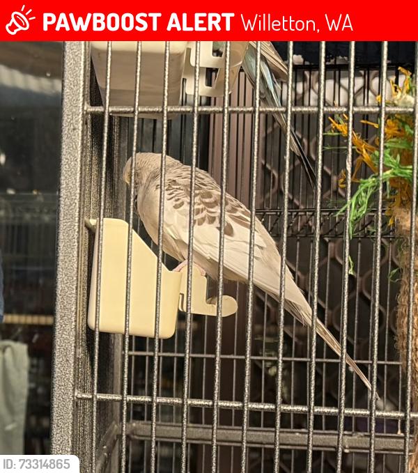 Lost Female Bird last seen South Street and Karel Ave, Willetton, WA 6155