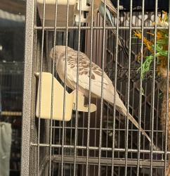 Lost Female Bird last seen South Street and Karel Ave, Willetton, WA 6155