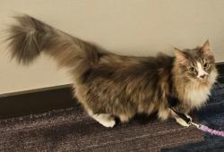 Reunited Female Cat last seen Near Net Shed / Everett Marina / pier, Everett, WA 98201